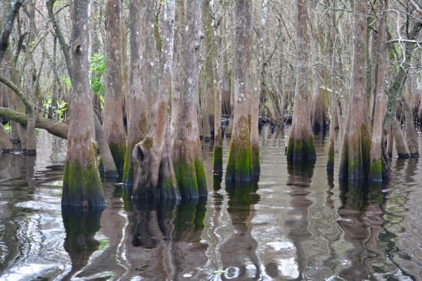 Cypress swamp on St Johns River