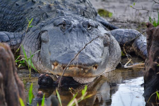 Large alligator basking on the bank at Midway