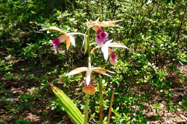 Calanthe wallichii at Bok Tower Gardens