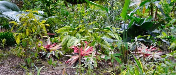 Tropical planting at Harry P Leu Gardens
