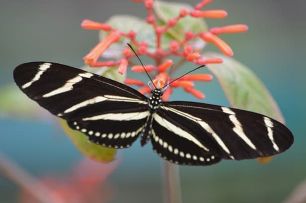Zebra Longwing Butterfly at Oakland Nature Preserve