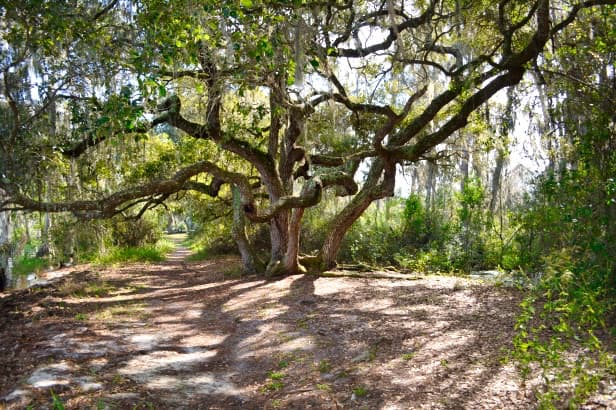 Hiking trail at Lake Louisa