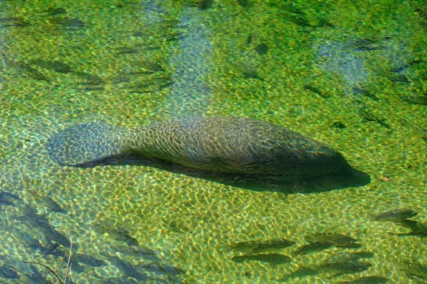 Manatee at Blue Spring